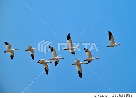 春の北海道十勝平野を飛ぶハクガンの群れ 133638982