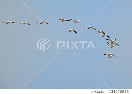 春の北海道十勝平野を飛ぶハクガンの群れ 春の北海道十勝平野を飛ぶハクガンの群れ 133638988