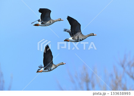 春の北海道十勝平野を飛ぶマガンの群れ 133638993