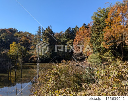 小山内裏公園の紅葉 小山内裏公園の紅葉 133639041