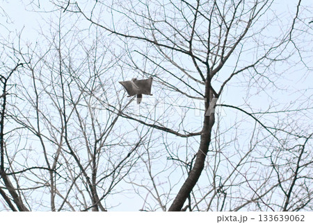 北海道の冬の公園で日没後に木々の間を空を飛ぶエゾモモンガ 133639062