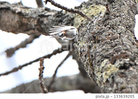 冬の北海道の公園で巣作り中の巣に羽ばたいて戻るシマエナガ 133639205
