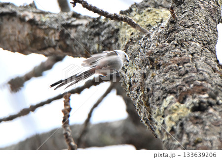 冬の北海道の公園で巣作り中の巣に羽ばたいて戻るシマエナガ 133639206
