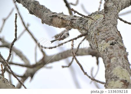 冬の北海道の公園で巣作り中の巣に羽ばたいて戻るシマエナガ 133639218