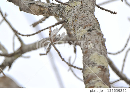 冬の北海道の公園で巣作り中の巣に羽ばたいて戻るシマエナガ 133639222