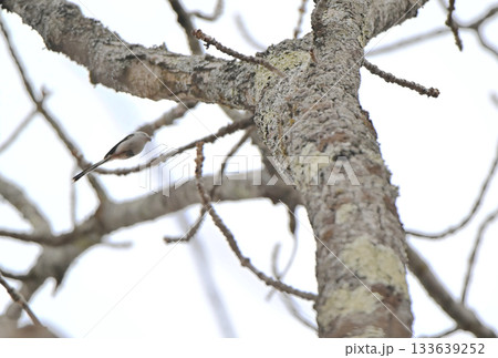冬の北海道の公園で巣作り中の巣に羽ばたいて戻るシマエナガ 133639252