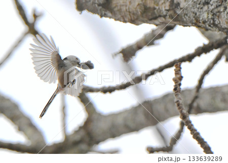 冬の北海道の公園で巣作り中の巣に羽ばたいて戻るシマエナガ 冬の北海道の公園で巣作り中の巣に羽ばたいて戻るシマエナガ 133639289