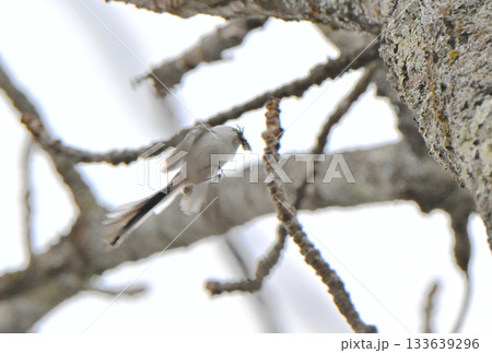 冬の北海道の公園で巣作り中の巣に羽ばたいて戻るシマエナガ 133639296