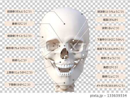 Skull, head bones, 3D illustration, face up, front Skull, head bones, 3D illustration, face up, front 133639334