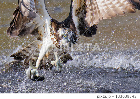 川で漁獲するミサゴ 133639545