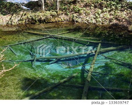 雪が残る早春の神の子池 133639747