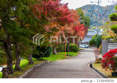 もみじの並木道 もみじの並木道 133640050