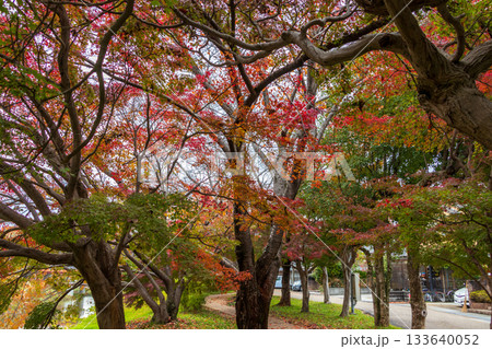 赤く色づいた公園のもみじ 赤く色づいた公園のもみじ 133640052