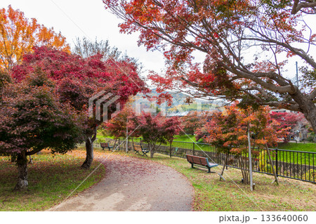 紅葉に彩られた竜田公園の遊歩道 133640060