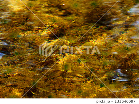 雪解け早春の神の子池を泳ぐオショロコマ 133640097