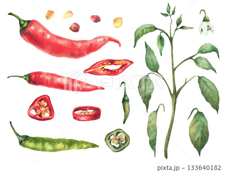 Chili pepper set. Watercolor plant with stem, flowers and leaves. Red and green whole ripe and unripe vegetables pods, round sliced slice with seeds. Hand drawn illustration Isolated white background Chili pepper set. Watercolor plant with stem, flowers and leaves. Red and green whole ripe and unripe vegetables pods, round sliced slice with seeds. Hand drawn illustration Isolated white background 133640182