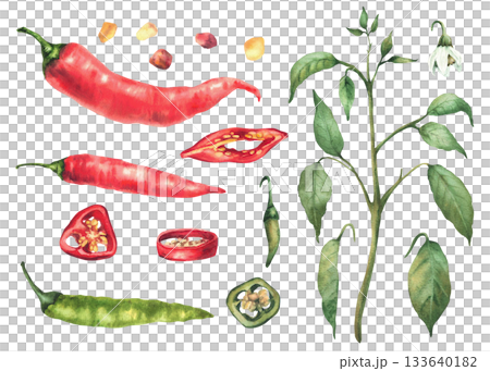 Chili pepper set. Watercolor plant with stem, flowers and leaves. Red and green whole ripe and unripe vegetables pods, round sliced slice with seeds. Hand drawn illustration Isolated white background Chili pepper set. Watercolor plant with stem, flowers and leaves. Red and green whole ripe and unripe vegetables pods, round sliced slice with seeds. Hand drawn illustration Isolated white background 133640182