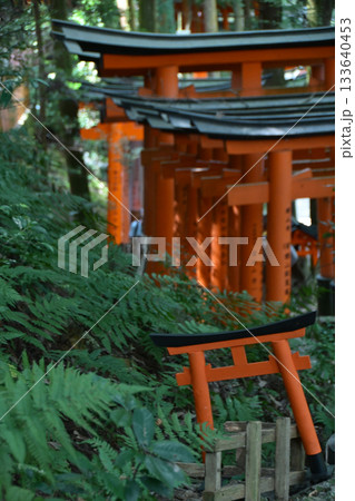 伏見稲荷大社の千本鳥居(京都府) 133640453