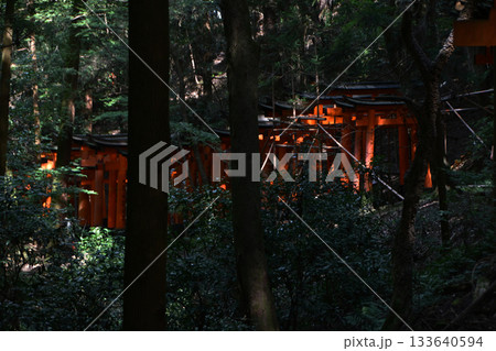 伏見稲荷大社の千本鳥居(京都府) 133640594