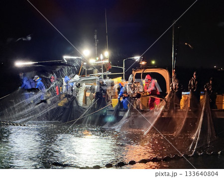 富山県滑川市のホタルイカ漁の夜景は有名で青い光の群れが織りなす光景は特別天然記念物に指定されています 133640804
