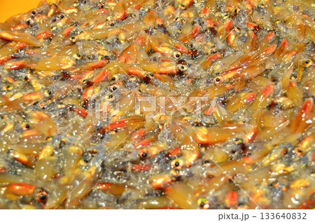 富山県滑川市のホタルイカ漁の夜景は有名で青い光の群れが織りなす光景は特別天然記念物に指定されています 富山県滑川市のホタルイカ漁の夜景は有名で青い光の群れが織りなす光景は特別天然記念物に指定されています 133640832