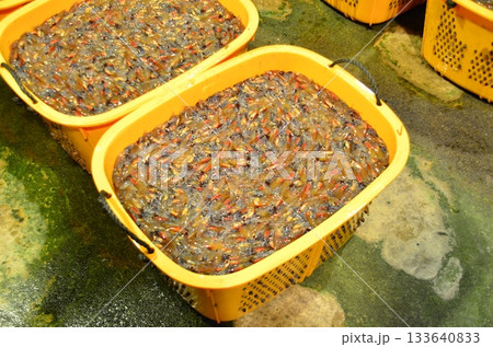 富山県滑川市のホタルイカ漁の夜景は有名で青い光の群れが織りなす光景は特別天然記念物に指定されています 133640833