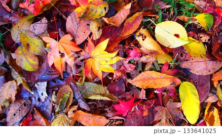 美しい紅葉の落ち葉の背景素材 美しい紅葉の落ち葉の背景素材 133641025