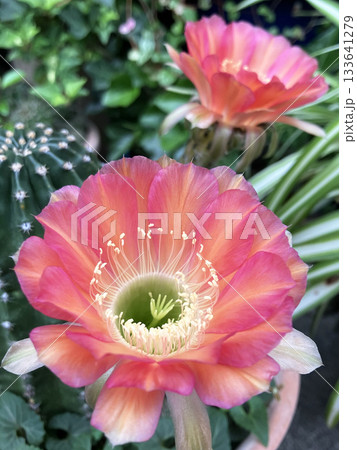 エキノプシス(サボテン)の大輪の花 エキノプシス(サボテン)の大輪の花 133641279