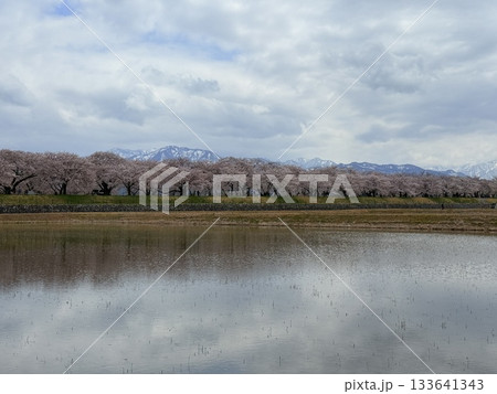 富山県朝日町の「春の四重奏」は、桜、野原の菜の花、チューリップ、立山連峰の4層の美しい景色。 富山県朝日町の「春の四重奏」は、桜、野原の菜の花、チューリップ、立山連峰の4層の美しい景色。 133641343
