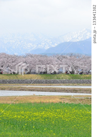 富山県朝日町の「春の四重奏」は、桜、野原の菜の花、チューリップ、立山連峰の4層の美しい景色。 富山県朝日町の「春の四重奏」は、桜、野原の菜の花、チューリップ、立山連峰の4層の美しい景色。 133641382