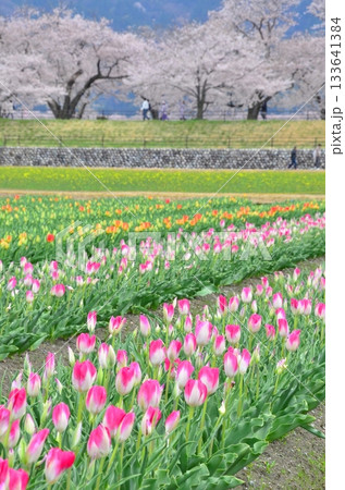 富山県朝日町の「春の四重奏」は、桜、野原の菜の花、チューリップ、立山連峰の4層の美しい景色。 133641384