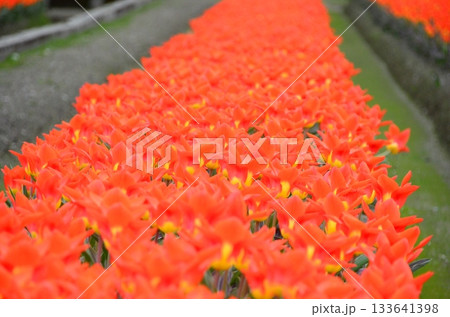 富山県朝日町の「春の四重奏」は、桜、野原の菜の花、チューリップ、立山連峰の4層の美しい景色。 富山県朝日町の「春の四重奏」は、桜、野原の菜の花、チューリップ、立山連峰の4層の美しい景色。 133641398