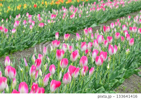 富山県朝日町の「春の四重奏」は、桜、野原の菜の花、チューリップ、立山連峰の4層の美しい景色。 富山県朝日町の「春の四重奏」は、桜、野原の菜の花、チューリップ、立山連峰の4層の美しい景色。 133641416
