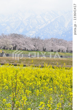 富山県朝日町の「春の四重奏」は、桜、野原の菜の花、チューリップ、立山連峰の4層の美しい景色。 富山県朝日町の「春の四重奏」は、桜、野原の菜の花、チューリップ、立山連峰の4層の美しい景色。 133641417