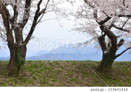 富山県朝日町の「春の四重奏」は、桜、野原の菜の花、チューリップ、立山連峰の4層の美しい景色。 富山県朝日町の「春の四重奏」は、桜、野原の菜の花、チューリップ、立山連峰の4層の美しい景色。 133641418