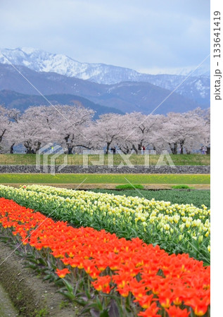 富山県朝日町の「春の四重奏」は、桜、野原の菜の花、チューリップ、立山連峰の4層の美しい景色。 富山県朝日町の「春の四重奏」は、桜、野原の菜の花、チューリップ、立山連峰の4層の美しい景色。 133641419