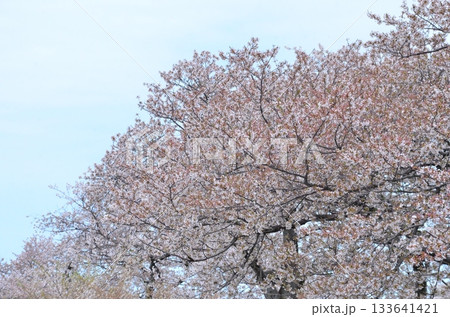 富山県朝日町の「春の四重奏」は、桜、野原の菜の花、チューリップ、立山連峰の4層の美しい景色。 富山県朝日町の「春の四重奏」は、桜、野原の菜の花、チューリップ、立山連峰の4層の美しい景色。 133641421