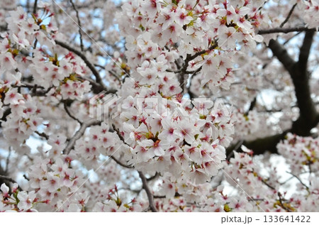 富山県朝日町の「春の四重奏」は、桜、野原の菜の花、チューリップ、立山連峰の4層の美しい景色。 富山県朝日町の「春の四重奏」は、桜、野原の菜の花、チューリップ、立山連峰の4層の美しい景色。 133641422