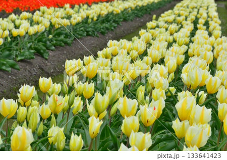富山県朝日町の「春の四重奏」は、桜、野原の菜の花、チューリップ、立山連峰の4層の美しい景色。 富山県朝日町の「春の四重奏」は、桜、野原の菜の花、チューリップ、立山連峰の4層の美しい景色。 133641423