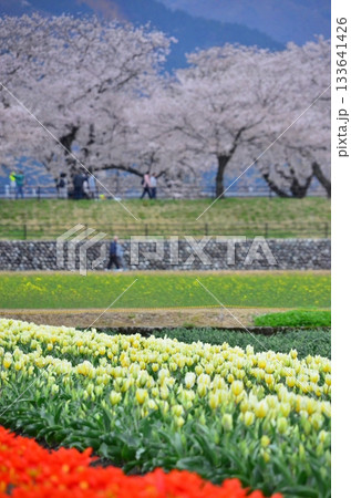 富山県朝日町の「春の四重奏」は、桜、野原の菜の花、チューリップ、立山連峰の4層の美しい景色。 富山県朝日町の「春の四重奏」は、桜、野原の菜の花、チューリップ、立山連峰の4層の美しい景色。 133641426