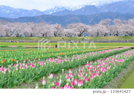 富山県朝日町の「春の四重奏」は、桜、野原の菜の花、チューリップ、立山連峰の4層の美しい景色。 富山県朝日町の「春の四重奏」は、桜、野原の菜の花、チューリップ、立山連峰の4層の美しい景色。 133641427
