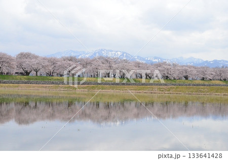 富山県朝日町の「春の四重奏」は、桜、野原の菜の花、チューリップ、立山連峰の4層の美しい景色。 富山県朝日町の「春の四重奏」は、桜、野原の菜の花、チューリップ、立山連峰の4層の美しい景色。 133641428