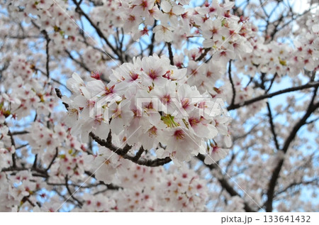 富山県朝日町の「春の四重奏」は、桜、野原の菜の花、チューリップ、立山連峰の4層の美しい景色。 133641432
