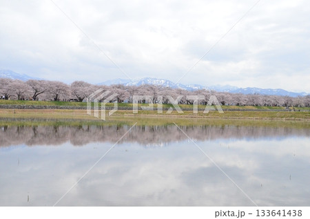 富山県朝日町の「春の四重奏」は、桜、野原の菜の花、チューリップ、立山連峰の4層の美しい景色。 133641438