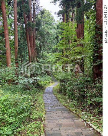 杉並木に囲まれた羽黒山の石段 杉並木に囲まれた羽黒山の石段 133641527