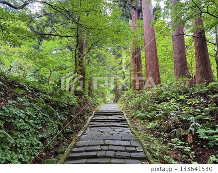 杉並木に囲まれた羽黒山の石段 133641530