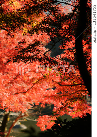 真っ赤な紅葉 真っ赤な紅葉 133641755