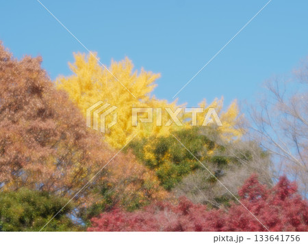 青空に映えるカラフルな紅葉 133641756