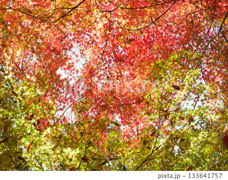 秋の色に染まる紅葉 秋の色に染まる紅葉 133641757