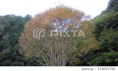 紅葉 133641788